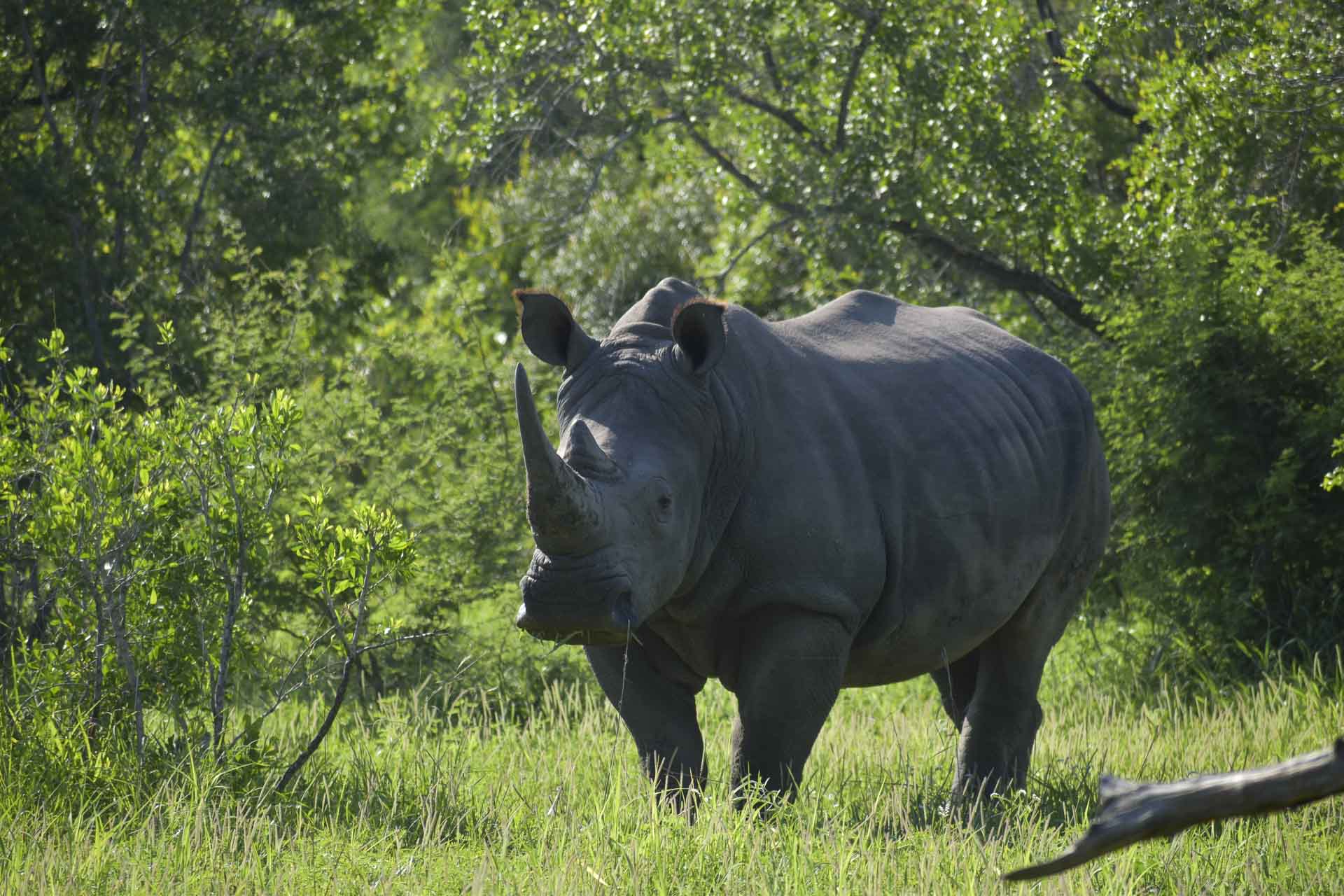 Hluhluwe- 21 - Day 12