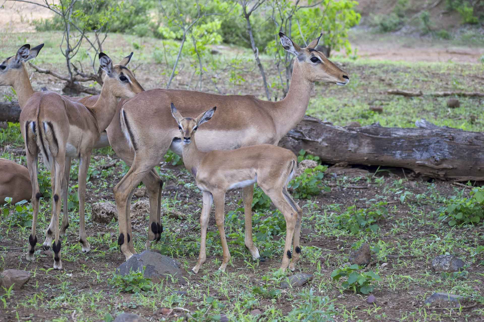 Lower Sabie - 12 - Day 9