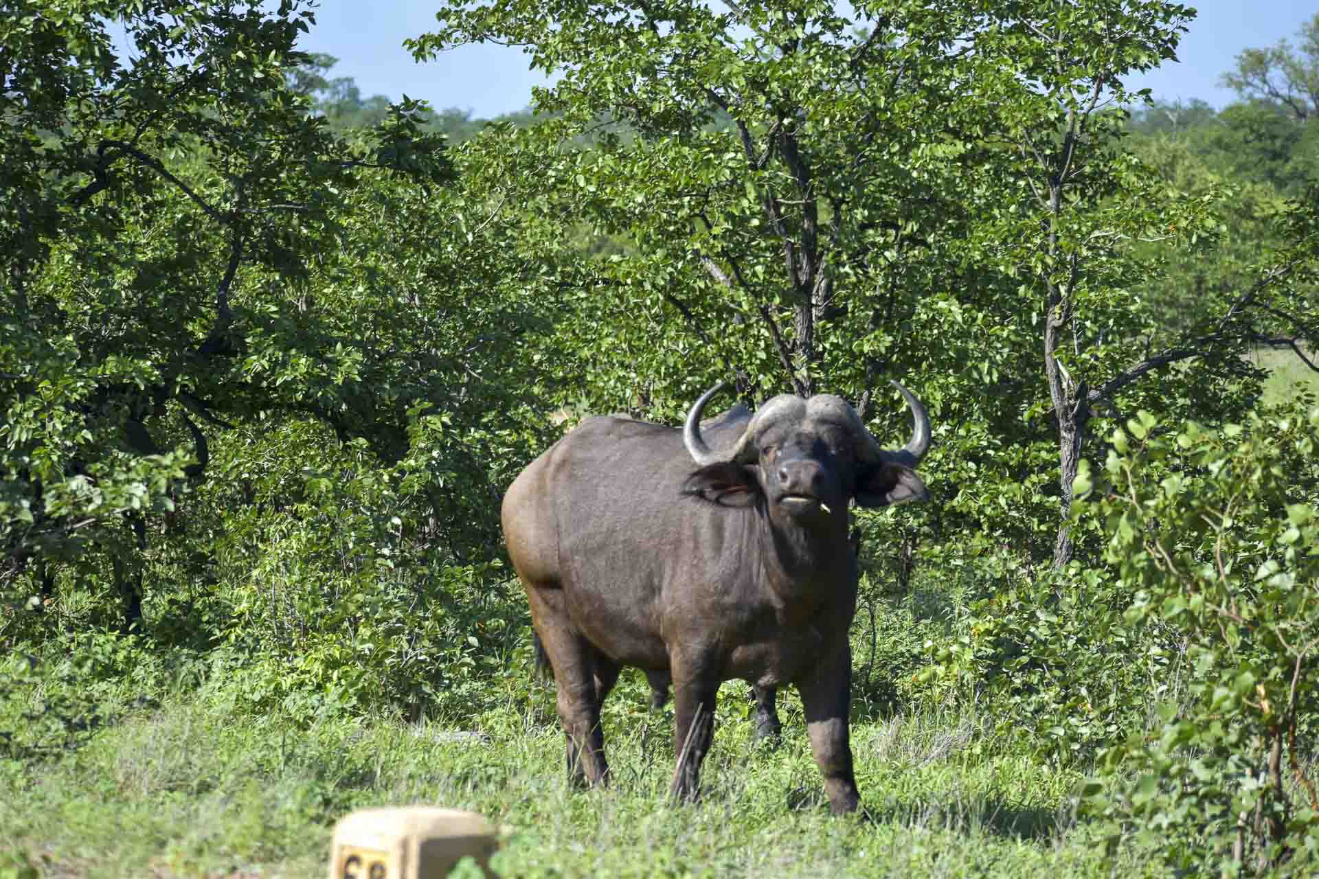 Lower Sabie - 8 - Day 3