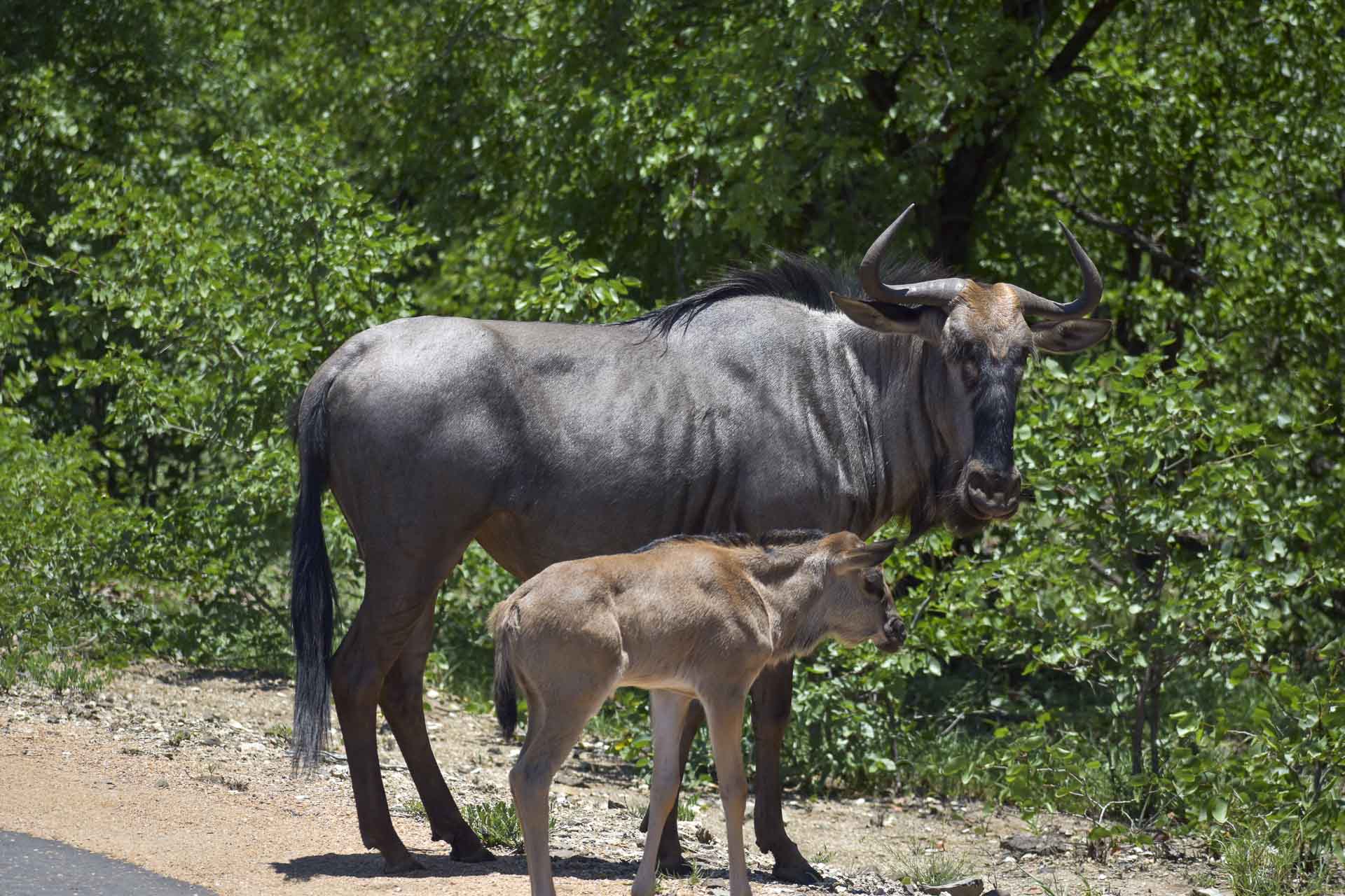 Marloth Park - 12 - Day 11
