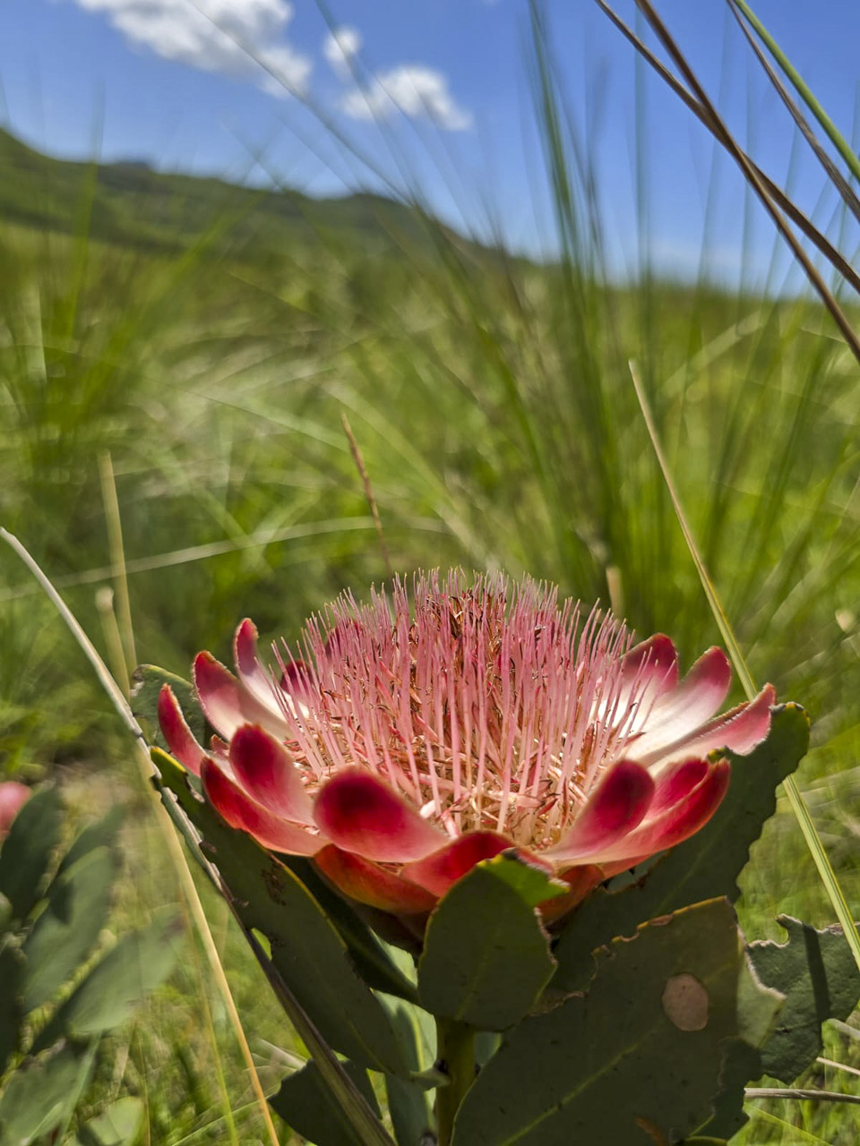 Oudshoorn - 21 - Day 16