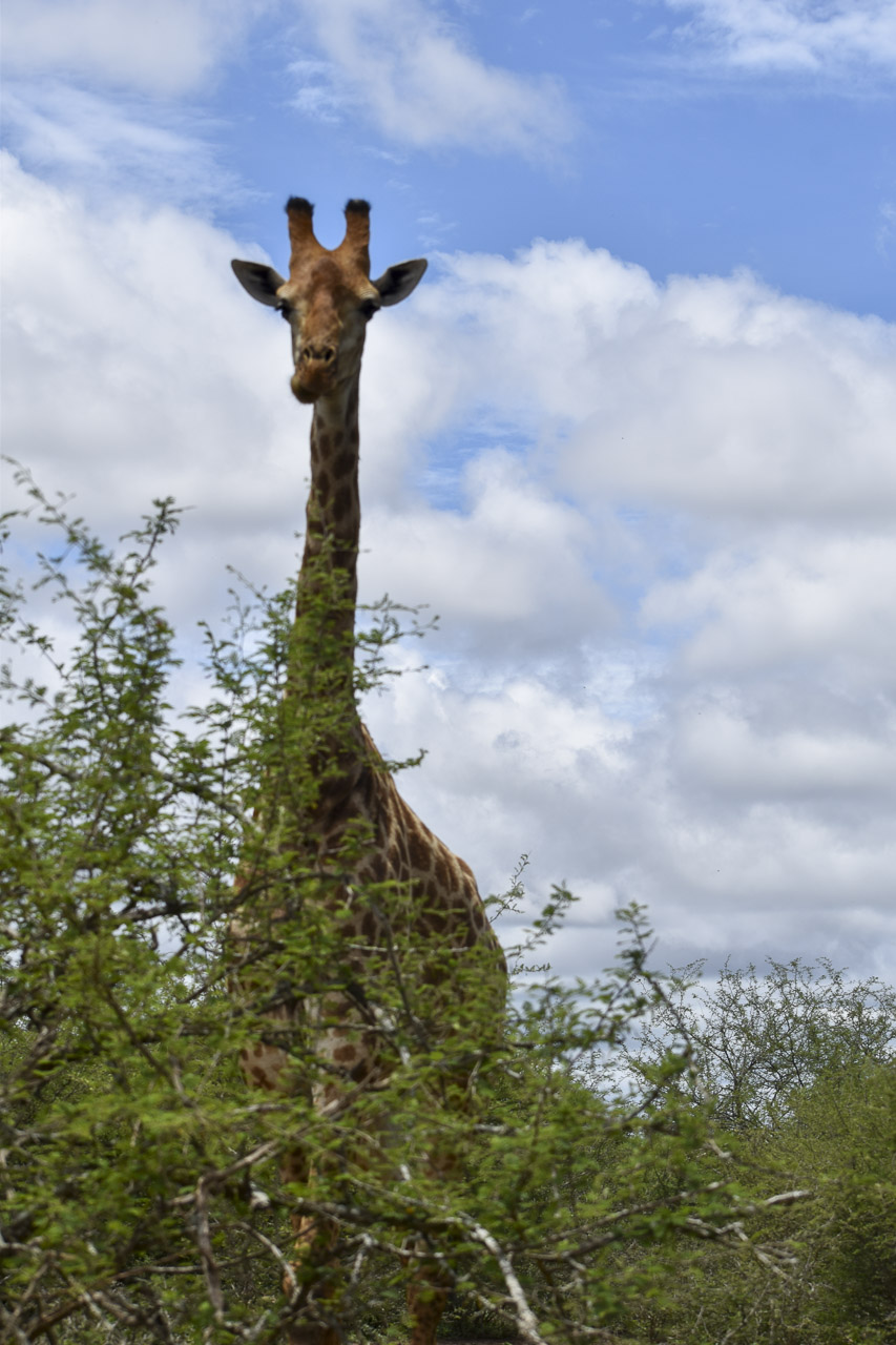 Skukuza - 12 - Day 7